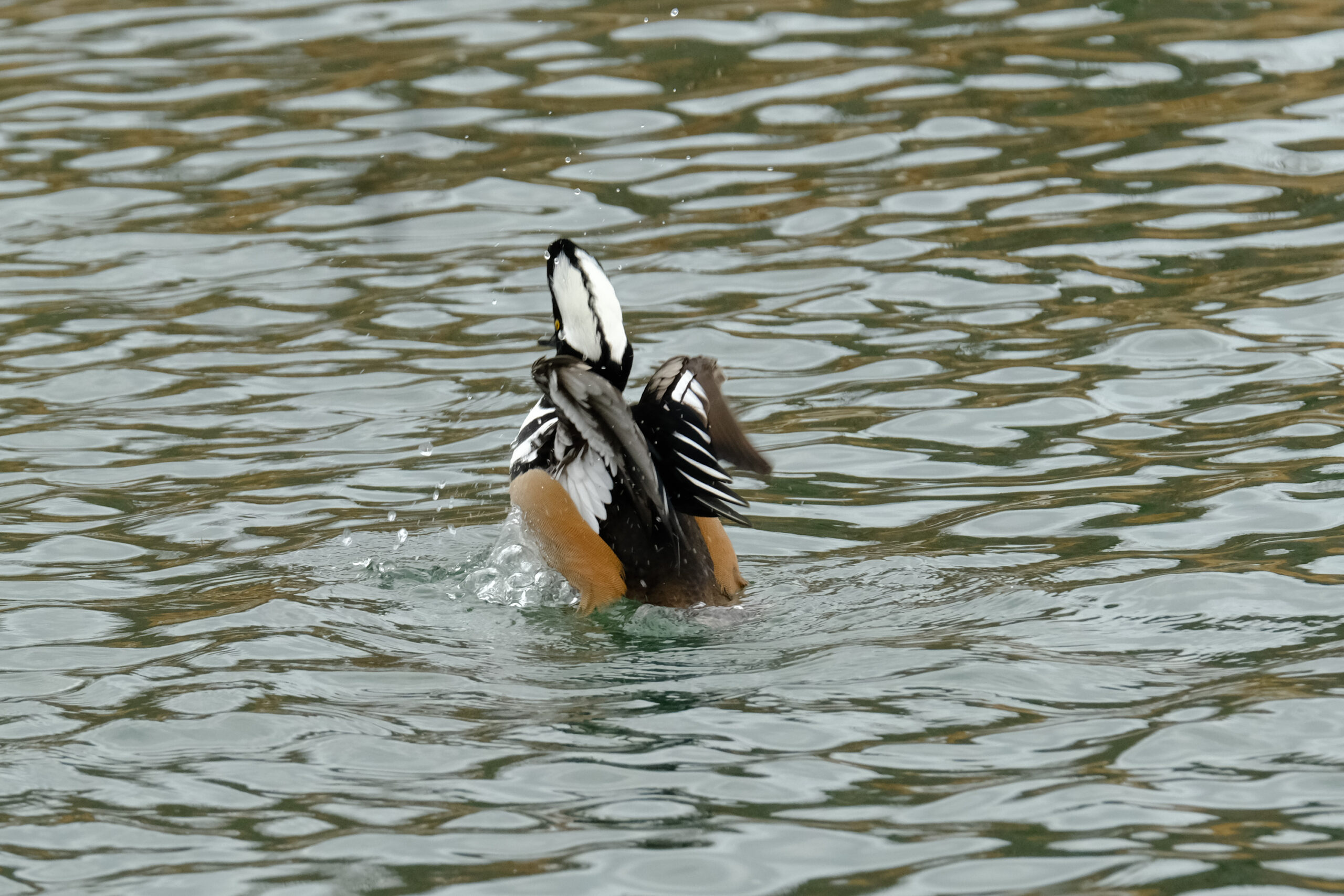 Hooded Mergansers at the Stone Pond